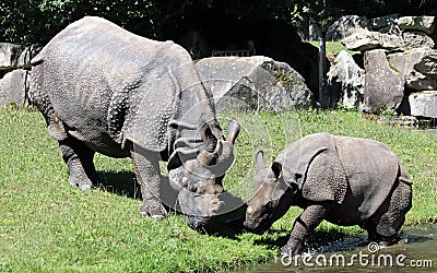 Indian rhinoceros or greater one-horned rhinoceros Stock Photo