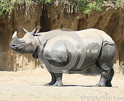 Indian rhinoceros portrait Stock Photo