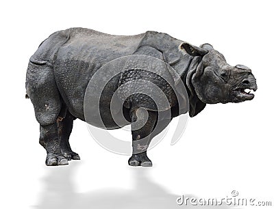 Indian Rhinoceros Stock Photo