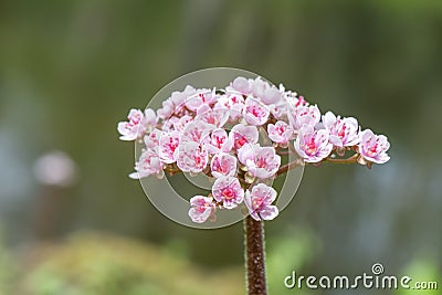 Indian rhubarb Darmera peltata, close-up of flower cyme Stock Photo