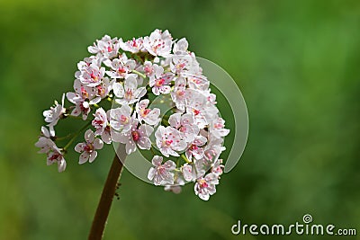 Indian rhubarb darmera peltata Stock Photo