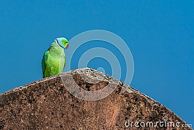 Indian ringed parrot sittingon the stone wall Stock Photo