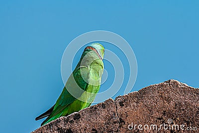 Indian ringed parrot sittingon the stone wall Stock Photo