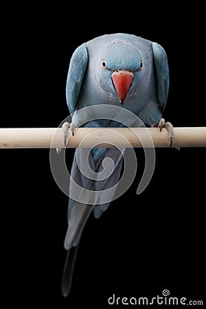 Indian Ringneck Parakeet Stock Photo