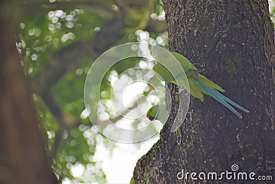 Poppi pair Indian Ringneck Parakeets Stock Photo