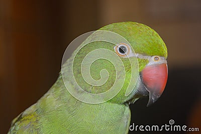 Indian Ringneck Parrot Stock Photo