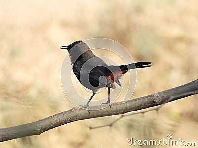 Indian robin on atree branch bird photography closeup shot Stock Photo