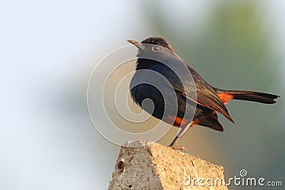 Indian Robin Stock Photo