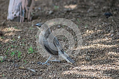 Indian Robin Copsychus fulicatus bird in a field in Sasan Gir, Gujrat, India. Stock Photo