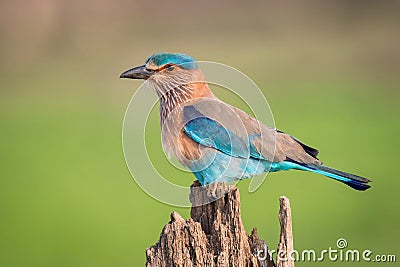 The Indian Roller, Coracias benghalensis is sitting and posing on the branch, amazing picturesque green background, in the morning Stock Photo