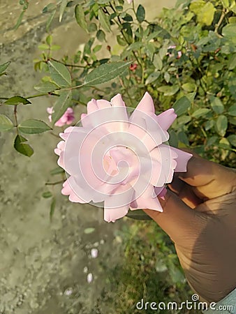 Indian rose flower beautiful nice hand Stock Photo