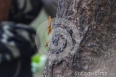 Indian rose mantis on tree Stock Photo