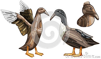 Hooked billed duck Vector Illustration