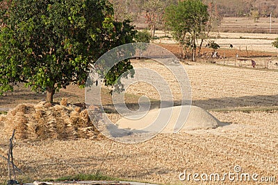 Indian Ryots for field work Stock Photo