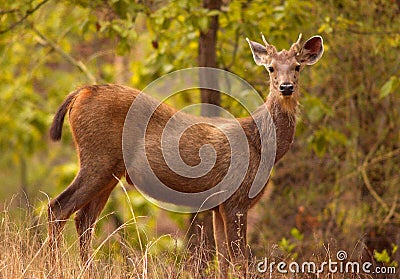 Indian sambar deer Stock Photo