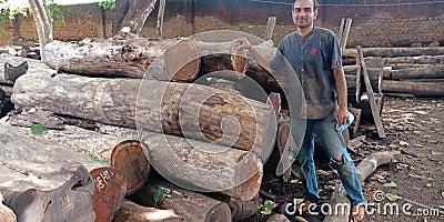 An indian sawmill workers standing infont of wooden logs at godown Editorial Stock Photo
