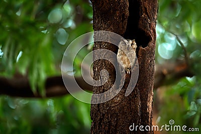 Indian scops owl, Otus bakkamoena, rare bird from Asia. Malaysia beautiful owl in the nature forest habitat. Bird from India. Fish Stock Photo