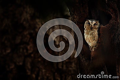 Indian scops owl, Otus bakkamoena, rare bird from Asia. Malaysia beautiful owl in the nature forest habitat. Bird from India. Fish Stock Photo