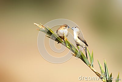 Indian silverbill birds Stock Photo