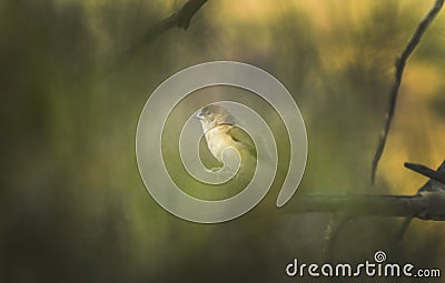 Indian silver bird alone in shadow view Stock Photo