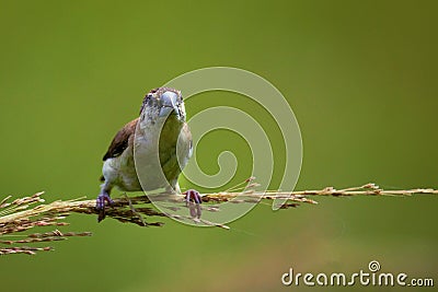 Indian silverbill white throated munia Stock Photo