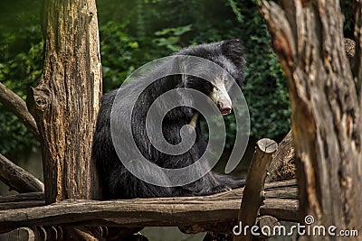 Indian sloth bear Melursus ursinus Stock Photo