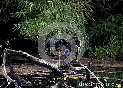 Indian Snake birds Stock Photo