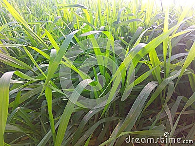 Indian Sowed wheat nursery in the field Stock Photo