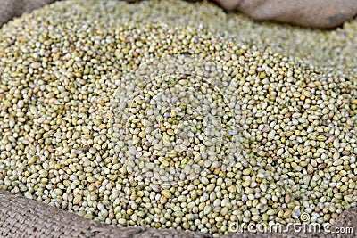 Indian Spice-Coriander Stock Photo