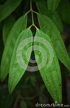 Indian spices, green bay leaf, tej patta, green leaves, leaves pattern Stock Photo