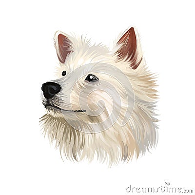 Indian Spitz dog digital art illustration isolated on white background. Indian origin utility group spitz dog. Pet hand drawn Cartoon Illustration