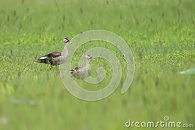 Indian spot-billed duck Stock Photo