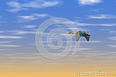 An indian spot-billed duck flying in the sky Stock Photo