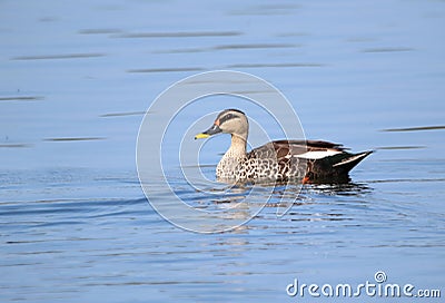 Indian spot billed duck Stock Photo