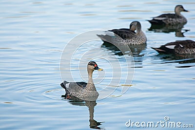 Indian Spot-billed Ducks in the water Stock Photo