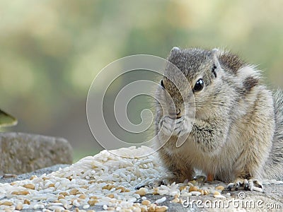 Indian Squirrel eating wheat and rice seeds in the courtyard of my house Stock Photo