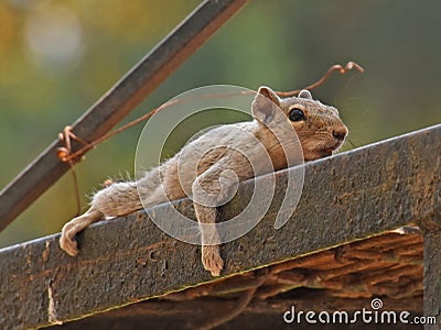 Indian squirrel lying across metal pole Stock Photo