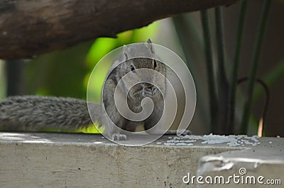 Indian Squirrels Stock Photo