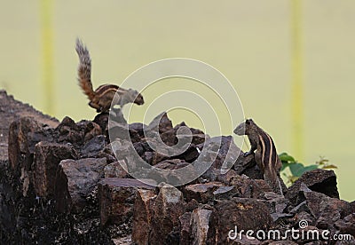 Indian Squirrels Stock Photo