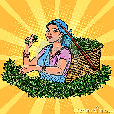 Indian or Sri Lanka tea picker. Traditional harvest Vector Illustration