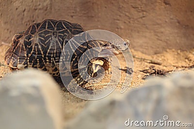 Indian star tortoise Stock Photo