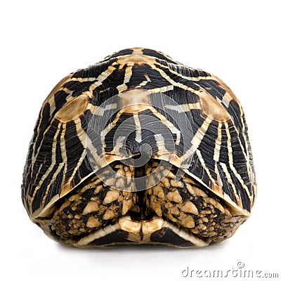 Indian Starred Tortoise - Geochelone elegans Stock Photo