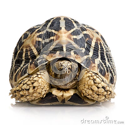 Indian Starred Tortoise - Geochelone elegans Stock Photo