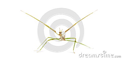 Indian Stick Insect, Carausius morosus Stock Photo