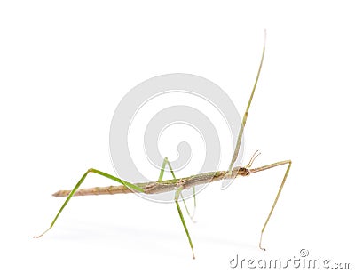 Indian Stick Insect, Carausius morosus Stock Photo