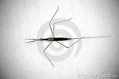 Indian stick insect (Carausius morosus) being devoured by ants : (pix Sanjiv Shukla) Stock Photo