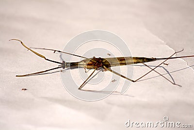 Indian stick insect (Carausius morosus) being devoured by ants : (pix Sanjiv Shukla) Stock Photo