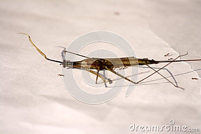 Indian stick insect (Carausius morosus) being devoured by ants : (pix Sanjiv Shukla) Stock Photo