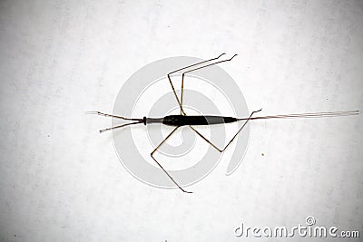 Indian stick insect (Carausius morosus) being devoured by ants : (pix Sanjiv Shukla) Stock Photo