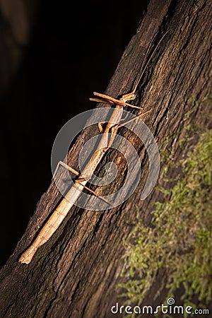 Indian Stick Insect Carausius morosus on a tree Stock Photo